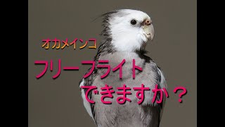 オカメインコのフリーフライト について☆ リスクや難易度・ニセ情報に注意など