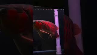 Super red #dragonfish