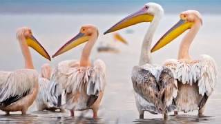 Ak Pelikanların Göçü - Migration of Great White Pelican