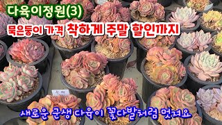 다육이정원(3) 주말 대폭할인 품목이 있어요 묵은둥이 군생  크로키아 온슬로우 아르제 링건 몽블랑 리플립스 군생 메비나 레몬로즈골드