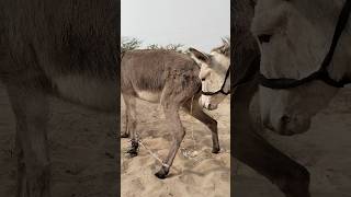 #gadha #funny #shortsfeed #enjoy #donkeys