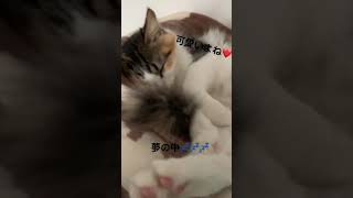 夢の中のミケちゃん#三毛猫 #猫