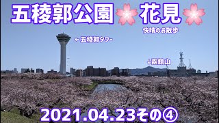 【函館・五稜郭公園散策】ほぼ満開の桜を堪能する(2021.04.23その④)飛行機雲あり