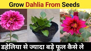 How to Grow Dahlia plant/ डहेलिया को गमले मे कैसे उगाऐ और बडे फूल पाऐ