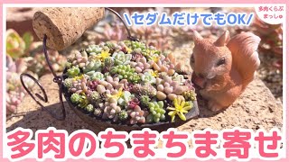 【多肉植物】増やした多肉でちまちま寄せ❣️小さいセダムだけでも作れちゃう👍