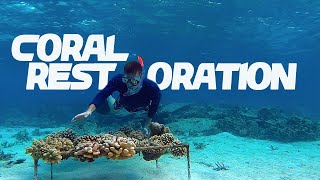 How Coral Restoration works | Saving a Reef