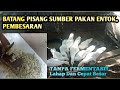 Ternak Entok,Batang Pisang Sebagai Sumber Pakan||Tanpa fermentasi