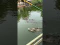 Crocodile fishing in Vietnam 😅