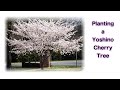 Planting a Yoshino Cherry Tree