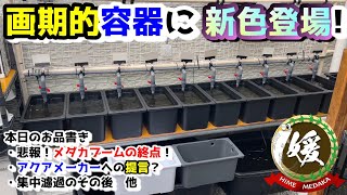 大人気のメダカ飼育容器に新色登場！アクアメーカーへの提言＆集中濾過その後＆メダカブームの終点【媛めだか/テトラのじょうろでキレイメダカ鉢】