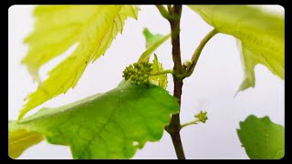 Grapes creeper//திராட்சை கொடி😍🤩🍇🍇//first flower buds