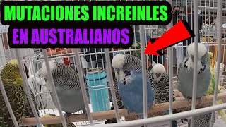 🐥EXPO venta de AGAPORNI  CANARIOS Y PERICOS AUSTRALIANOS🐥