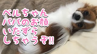 【パピヨンのベルちゃん】パパと遊ぶ‼︎飼い主をお顔をぺろぺろする愛犬🐶パパの悲鳴入り