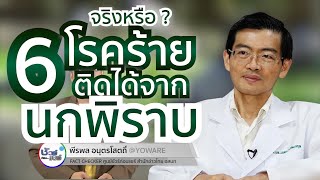 ชัวร์ก่อนแชร์ : 6 โรคร้าย จากนกพิราบ จริงหรือ ?