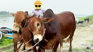 cow unloading, cow videos, cow video, big cow, goru hamba cow, dancing cow, Ep - 295