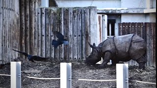 多摩動物園インドサイデコポンRhinoceros unicornis 2025年1月24日