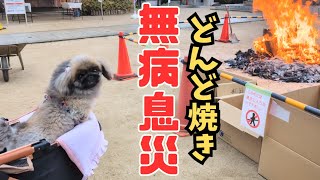 【どんど焼き】今年1年の健康と幸せを祈願してきました♪