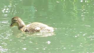 オシドリ親子の休息