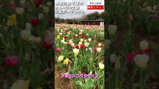 チューリップ畑（花菜ガーデン）（神奈川県平塚市）（２０２４年） #チューリップ  #花菜ガーデン #花  #花見 #春