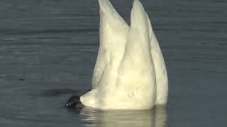 30秒の心象風景23650・水中を探る～オオハクチョウ～