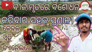 how to treatment paddy plant with bijamrut,ବୀଜାମୃତରେ ବିଶୋଧନ ପ୍ରଣାଳୀ,benifits of bijamrut,bijamrut