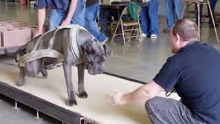 Strongest dogs in the world weight pulling American bully mastiff pit bull American bulldog