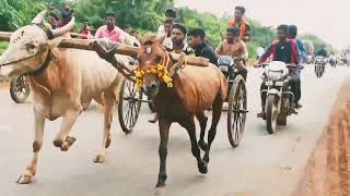 Bhodhanguda to hubli bulls race