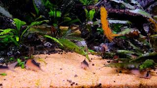 my group of corydoras duplicareus