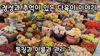 초보 다육맘께  이름과 종류로 다육이 선택 하실때 도움이 되실까 싶어 하나씩 눈맞춤 해요 ~😄