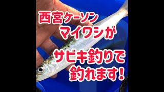 西宮ケーソン【サビキ釣りでマイワシ】【南芦屋浜タチウオ指４本】フィッシングマックス芦屋店