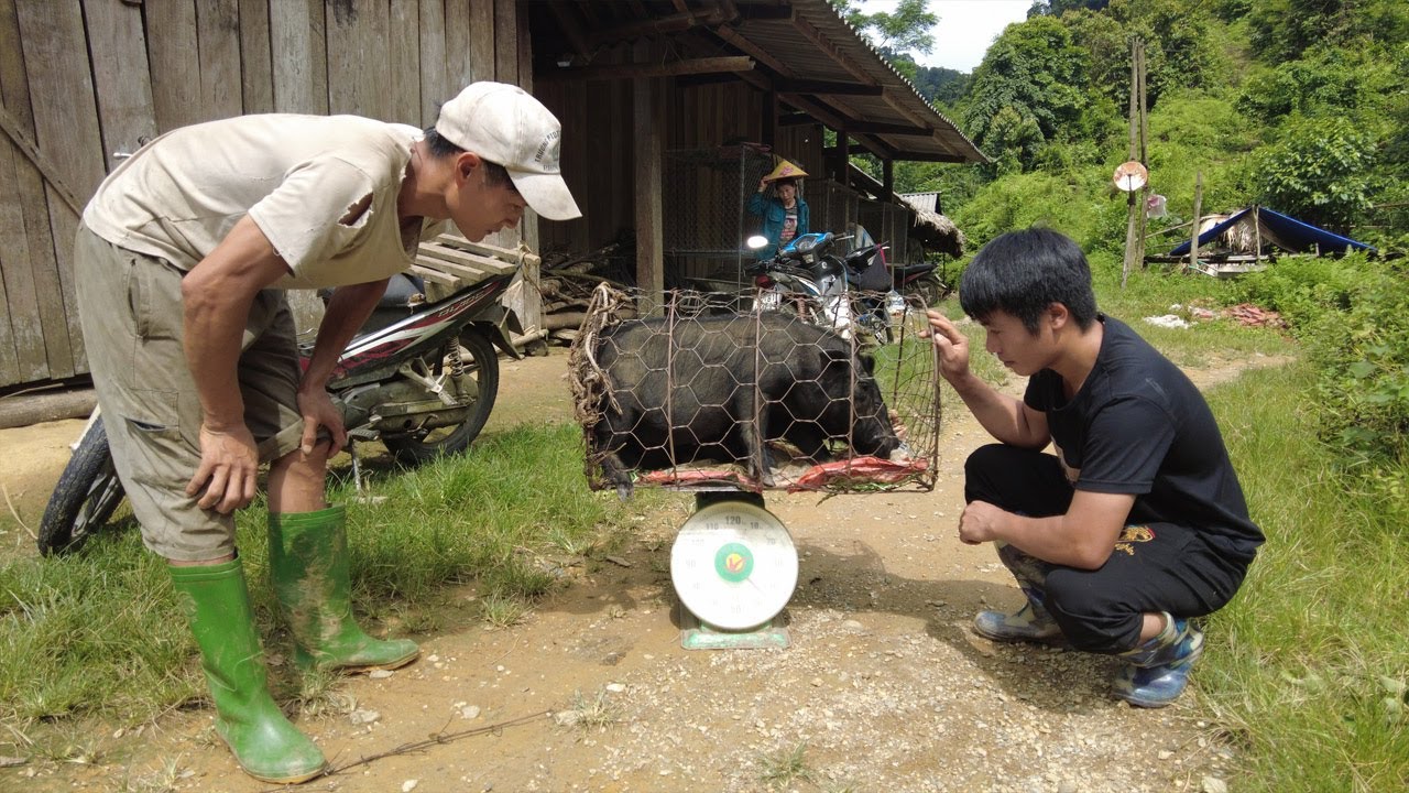 Harvesting Pigs To Sell Green Forest Life Youtube