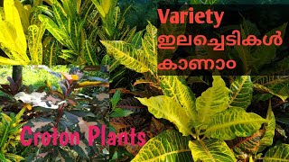 പൂക്കളേക്കാൾ ഭംഗിയുള്ള ഇലച്ചെടികൾ| Croton Plant Varities | പൂന്തോട്ടം മനോഹരമാക്കാ൦| Eugenia Plant