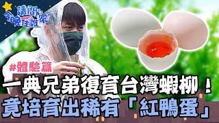 一典兄弟復育瀕危台灣「蝦柳」！竟能培育出稀有「紅鴨蛋」？！【請問 今晚住誰家】體驗篇 20220525 EP549 Part1 王傳一 陳漢典