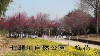 七瀬川自然公園　梅花