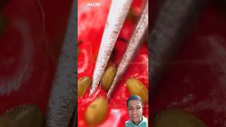 Strawberry seed Close up in Macro #shorts #satisfying #macro #slowmo #macrolens #macroshots