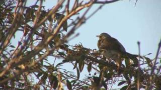 Winter Thrushes