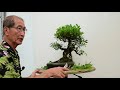 how to care for ficus bonsai