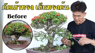 trimmed into shape Tree needle bonsai [Workshop Station] EP.133