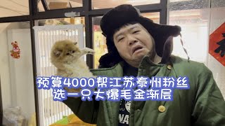 预算4000多帮江苏泰州粉丝选一只大爆毛金渐层！