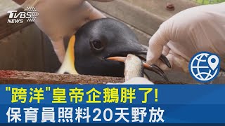 20天跨洋之旅結束! GPS壞掉皇帝企鵝返大自然前胖3公斤｜TVBS新聞 @TVBSNEWS02