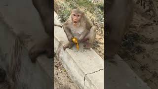 Hungry Monkey Eating MANGO 🥭#shorts #monkeyfeeding #youtubeshorts #pets #feedingmonkey #Monkey #pets