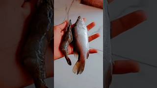 Sea Food Recipe | खाजारी आणि कोळंबी चे  कालवण | खाजरी फ्राय  | आगरी कोळी पद्धत  |#viral #shorts