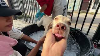 Watch These Rescue Dogs Get Their First Spa Day Ever!