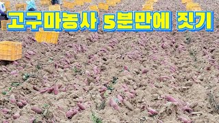 [🍠고구마농사]고구마를 재배에서 저장까지 5분 순삭.