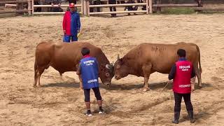 의령 🐂🏆소힘겨루기 대회 바람(🥇x2)vs화랑