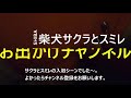 犬連れキャンピングカー旅　伊豆編１わんこの湯に入ってきました～。