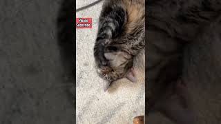 The elusive land shark! #cat #funny #trending #shorts #viralvideo