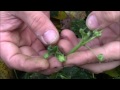 common mallow malva neglecta great wild edible