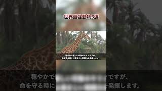 世界最強動物ランキング