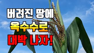 옥수수 심기. 옥수수 이렇게 심으면 1년내내 먹고도 남습니다.